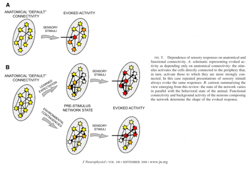 Variability of states depends on the functional network structure. Image from Fontatnini and Katz (2008)